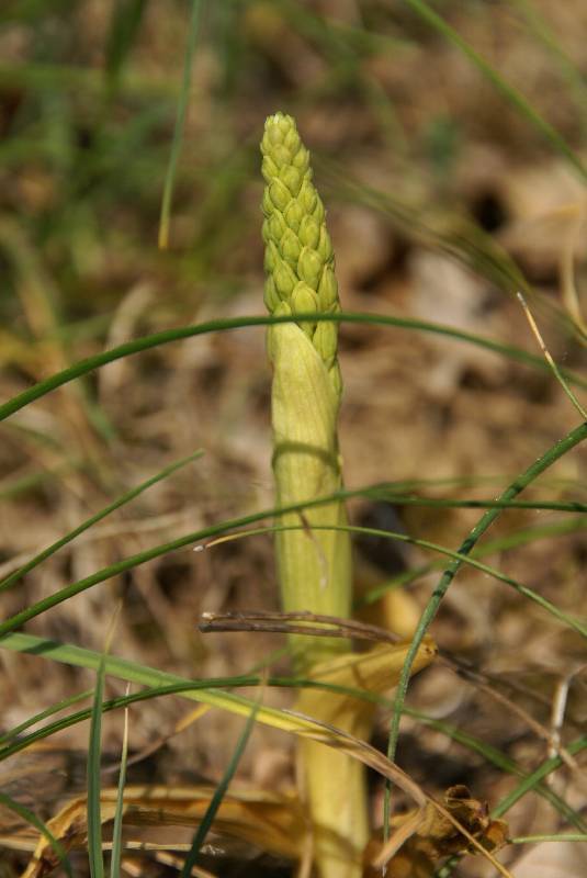 Unser Orchideenpark Bild Nr.060